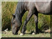 chevaux_5 copie.jpg